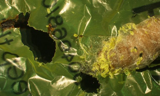 polyethyelene eating caterpillar1