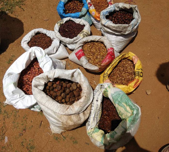 drones planting trees1